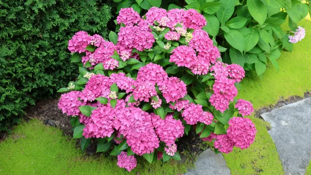 Arbusto de hortênsia coberto de flores rosas em formato de bola, num jardim