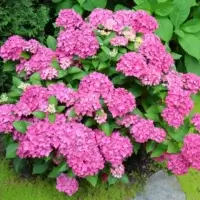 Arbusto de hortênsia coberto de flores rosas em formato de bola, num jardim