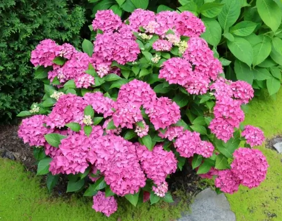 Arbusto de hortênsia coberto de flores rosas em formato de bola, num jardim