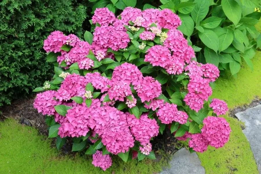 Arbusto de hortênsia coberto de flores rosas em formato de bola, num jardim