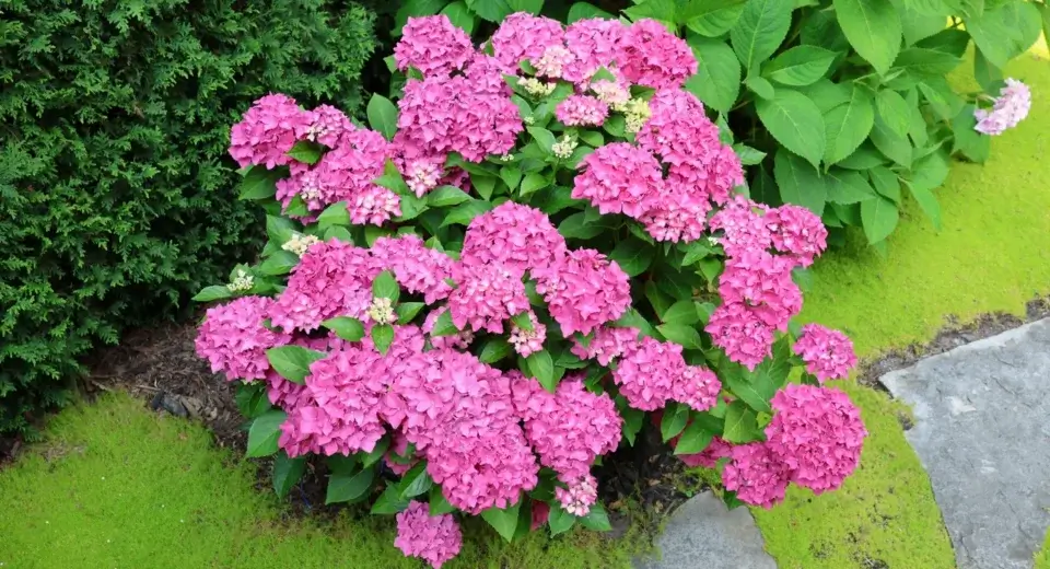 Arbusto de hortênsia coberto de flores rosas em formato de bola, num jardim