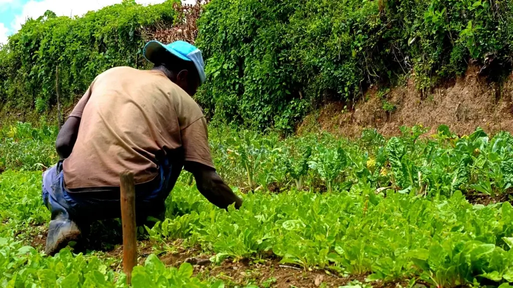 Pessoa agachada capinando o mato à mão entre as mudas de uma horta