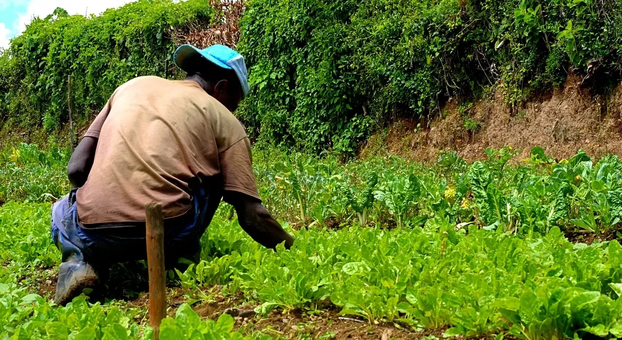 Pessoa agachada capinando o mato à mão entre as mudas de uma horta