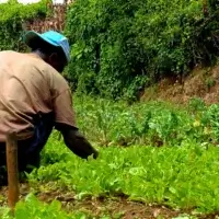 Pessoa agachada capinando o mato à mão entre as mudas de uma horta
