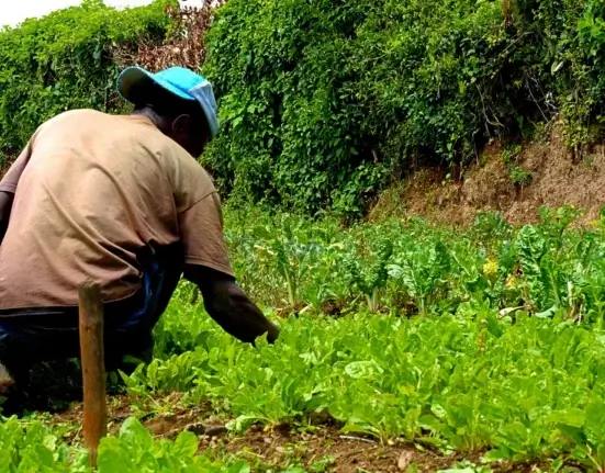 Pessoa agachada capinando o mato à mão entre as mudas de uma horta