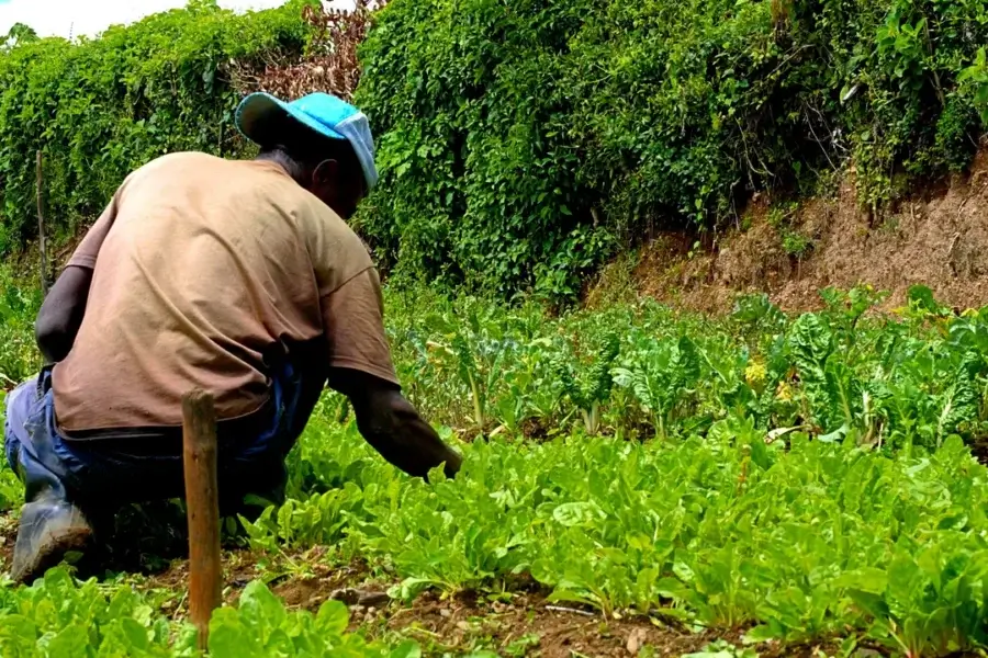 Pessoa agachada capinando o mato à mão entre as mudas de uma horta