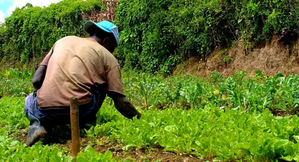 Pessoa agachada capinando o mato à mão entre as mudas de uma horta