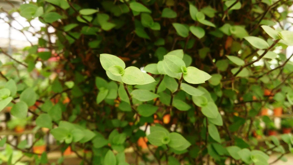 Folhagem verde e pendente da dinheiro-em-penca (Callisia repens)