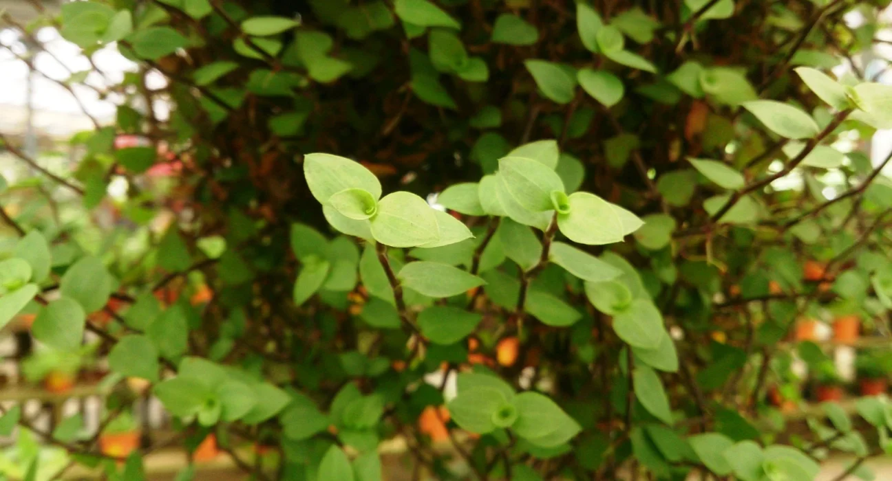 Folhagem verde e pendente da dinheiro-em-penca (Callisia repens)
