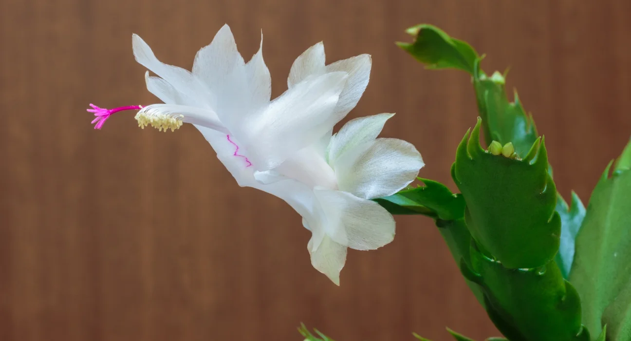 Flor branca da flor-de-maio (Schlumbergera) com botões e folhas segmentadas