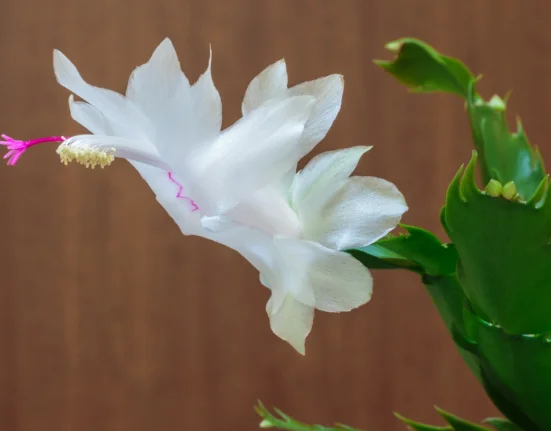 Flor branca da flor-de-maio (Schlumbergera) com botões e folhas segmentadas
