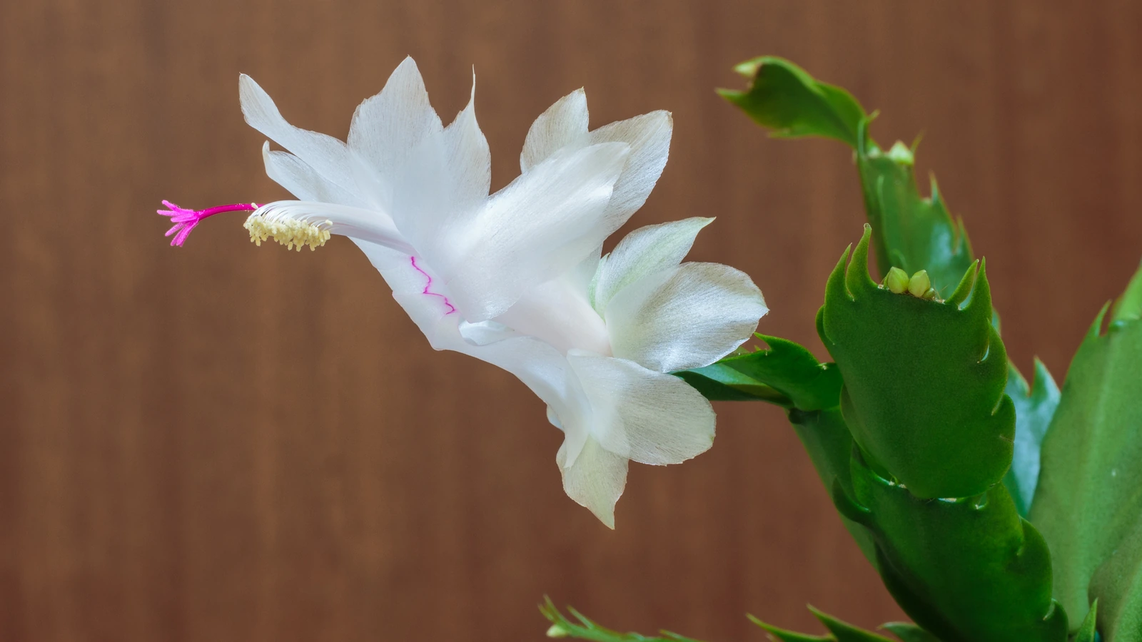 Flor branca da flor-de-maio (Schlumbergera) com botões e folhas segmentadas