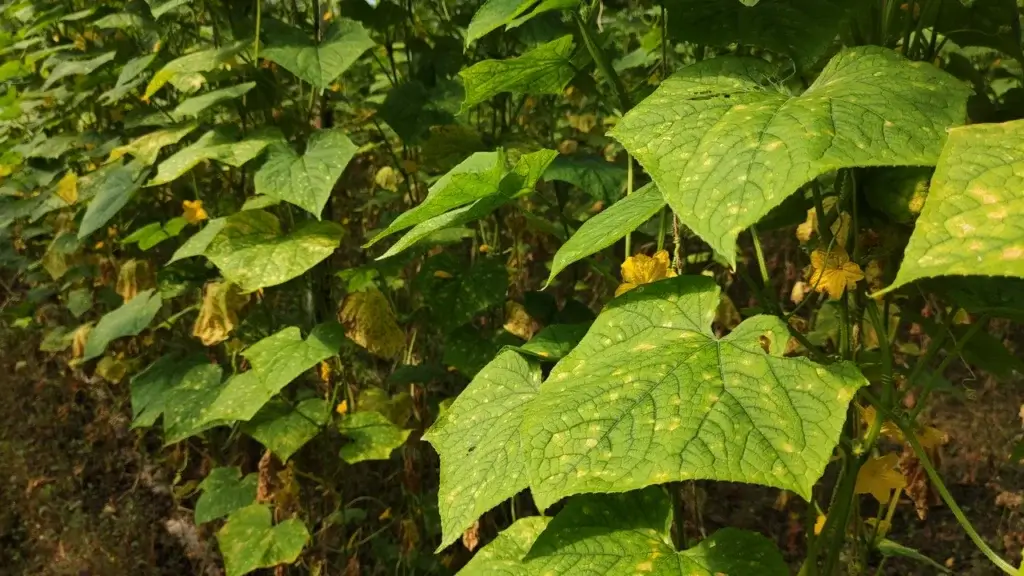Folhas de pepino com manchas amarelas de míldio, fungo favorecido pela chuva e pela umidade