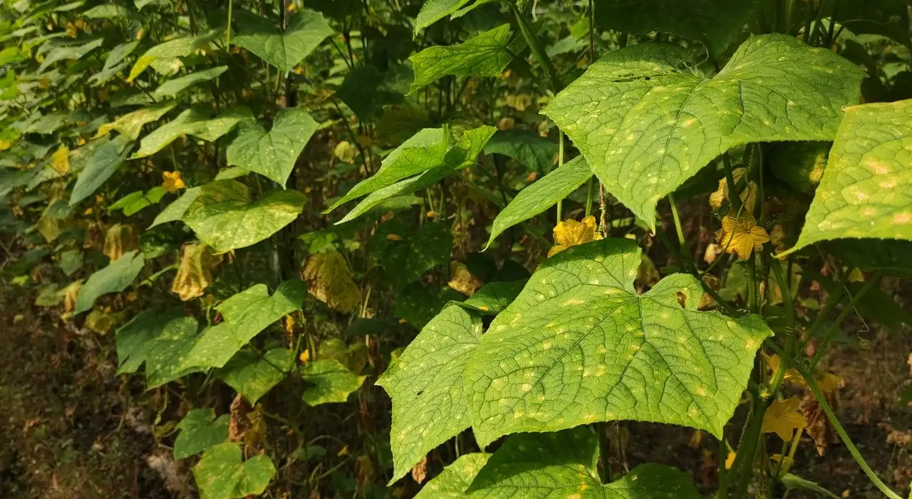 Folhas de pepino com manchas amarelas de míldio, fungo favorecido pela chuva e pela umidade