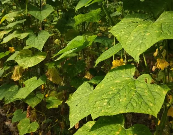 Folhas de pepino com manchas amarelas de míldio, fungo favorecido pela chuva e pela umidade