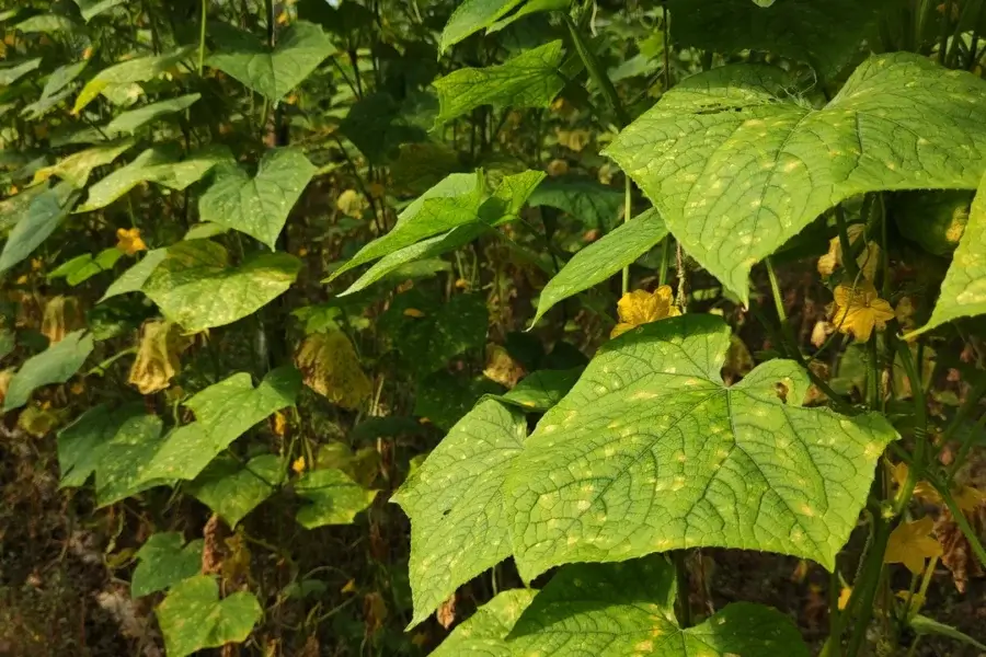 Folhas de pepino com manchas amarelas de míldio, fungo favorecido pela chuva e pela umidade