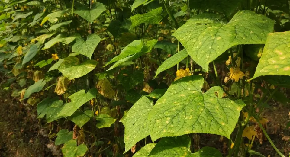 Folhas de pepino com manchas amarelas de míldio, fungo favorecido pela chuva e pela umidade