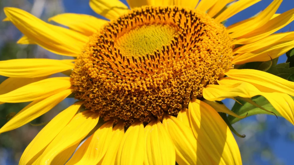 Flor de girassol amarela aberta contra o céu azul