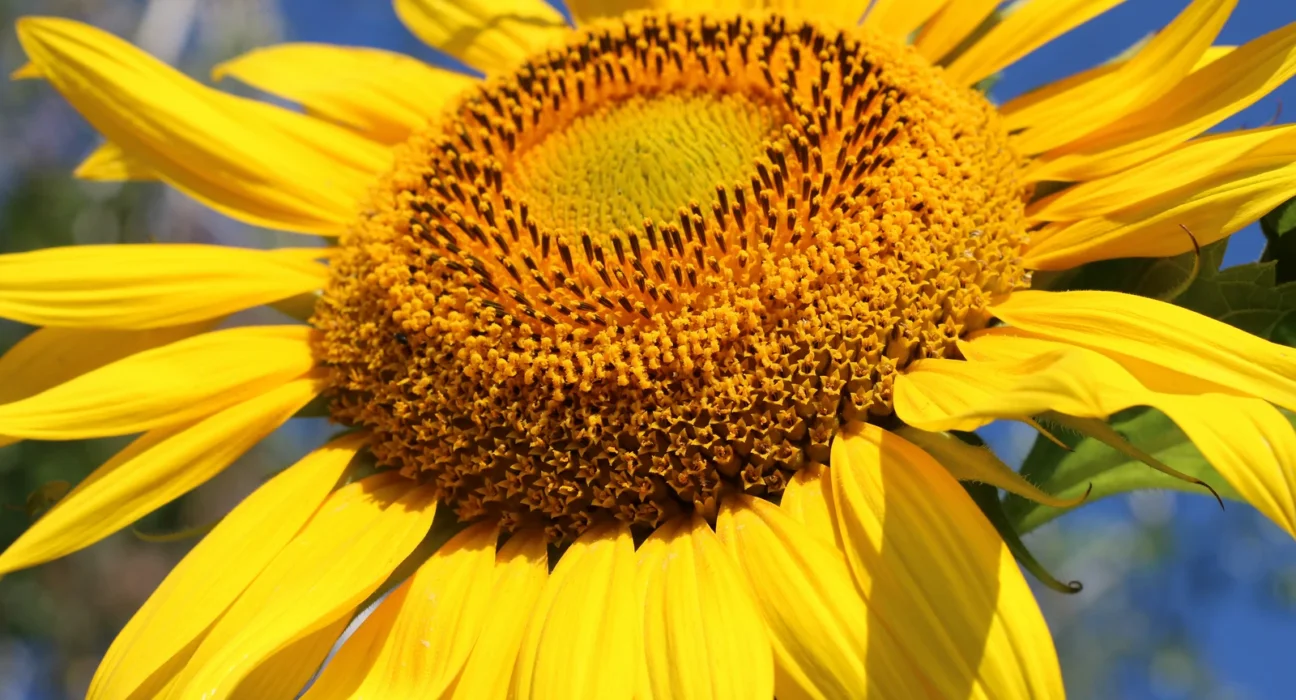 Flor de girassol amarela aberta contra o céu azul