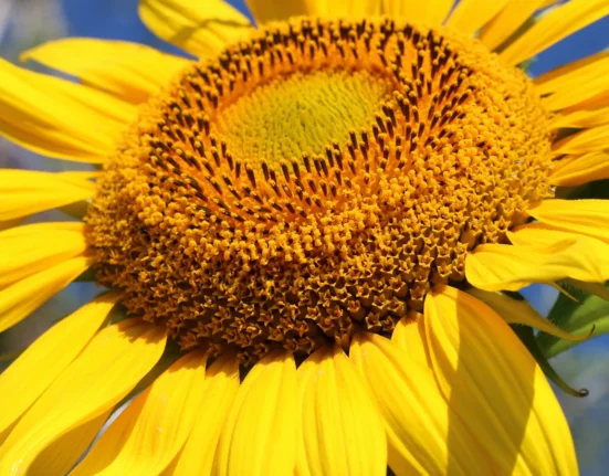 Flor de girassol amarela aberta contra o céu azul