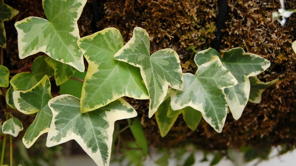 Folhas de hera variegada, verdes com bordas creme, numa parede