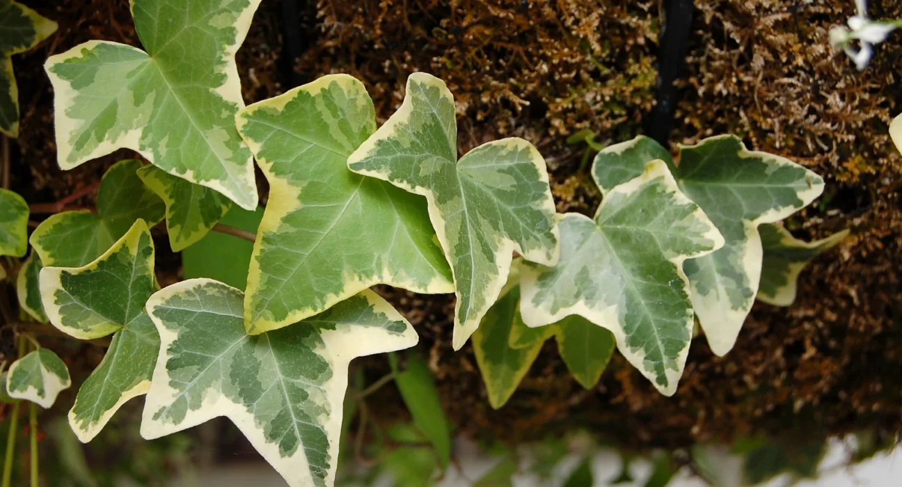 Folhas de hera variegada, verdes com bordas creme, numa parede