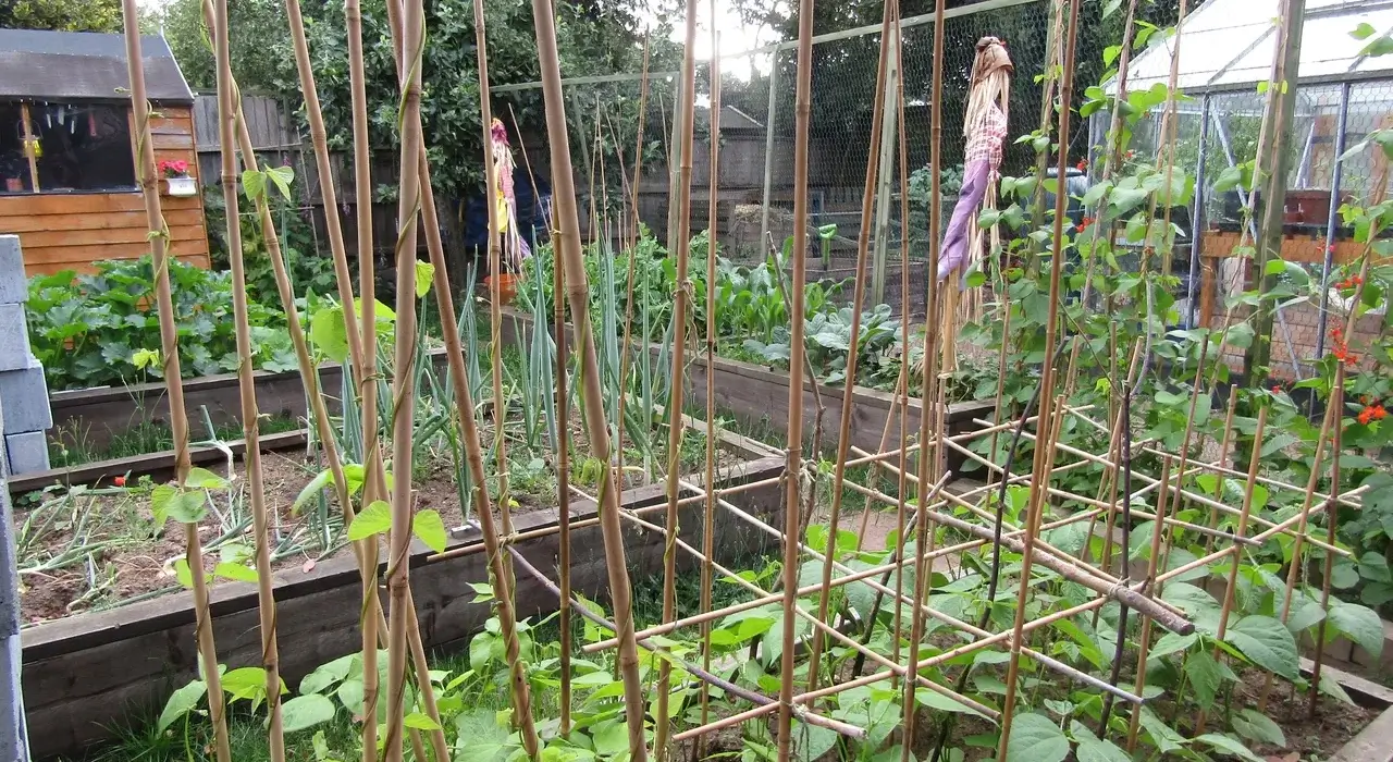 Horta doméstica com canteiros elevados, varas de feijão-trepador, cebolinhas e estufa ao fundo