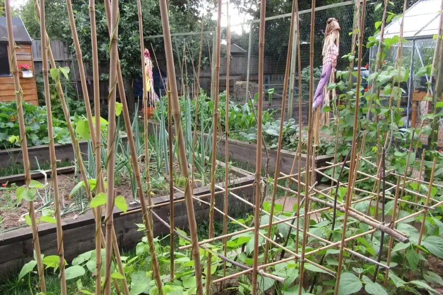 Horta doméstica com canteiros elevados, varas de feijão-trepador, cebolinhas e estufa ao fundo