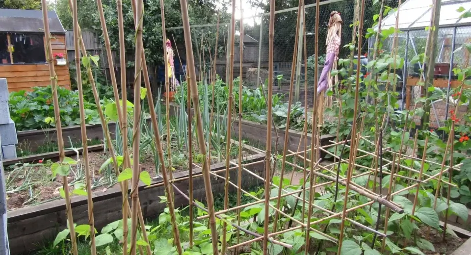 Horta doméstica com canteiros elevados, varas de feijão-trepador, cebolinhas e estufa ao fundo
