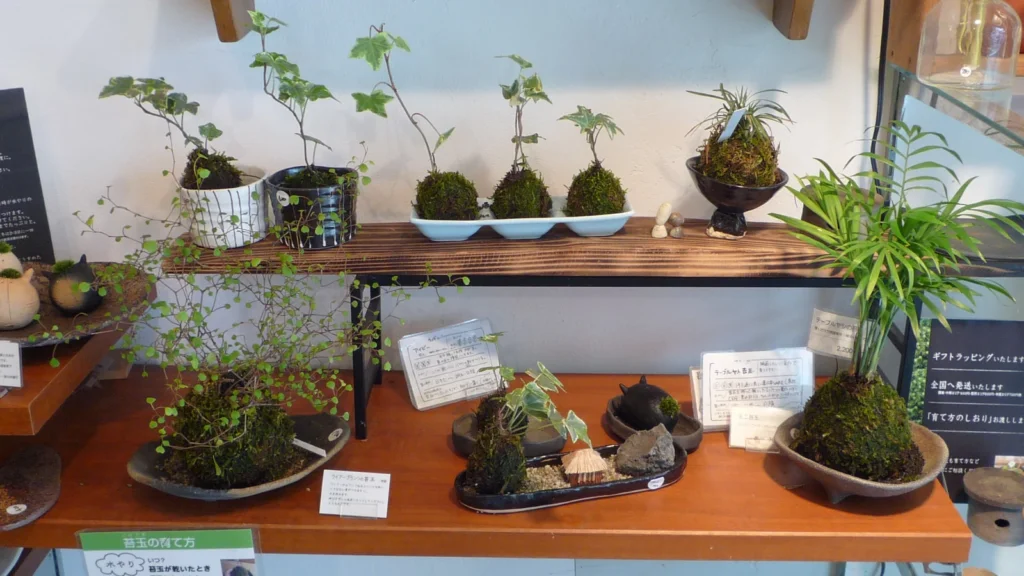 Várias kokedamas, bolas de musgo com plantas, expostas numa prateleira