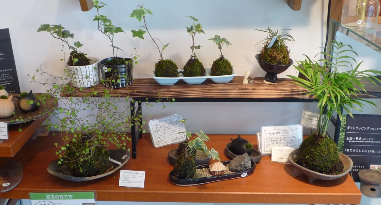 Várias kokedamas, bolas de musgo com plantas, expostas numa prateleira