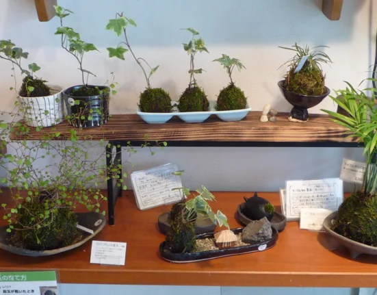 Várias kokedamas, bolas de musgo com plantas, expostas numa prateleira