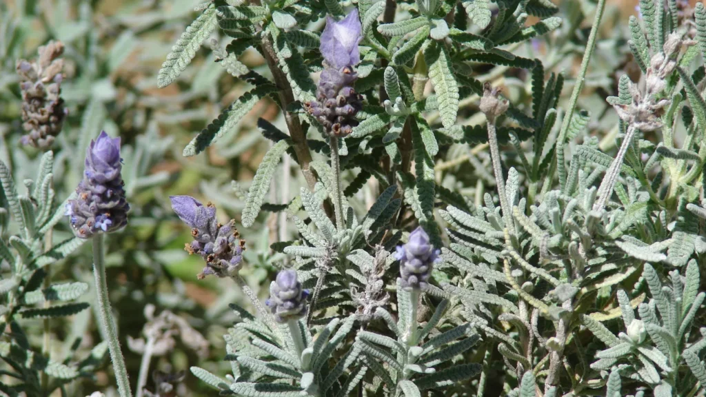 Lavanda-francesa (Lavandula dentata) com espigas roxas e folhas serrilhadas ao sol