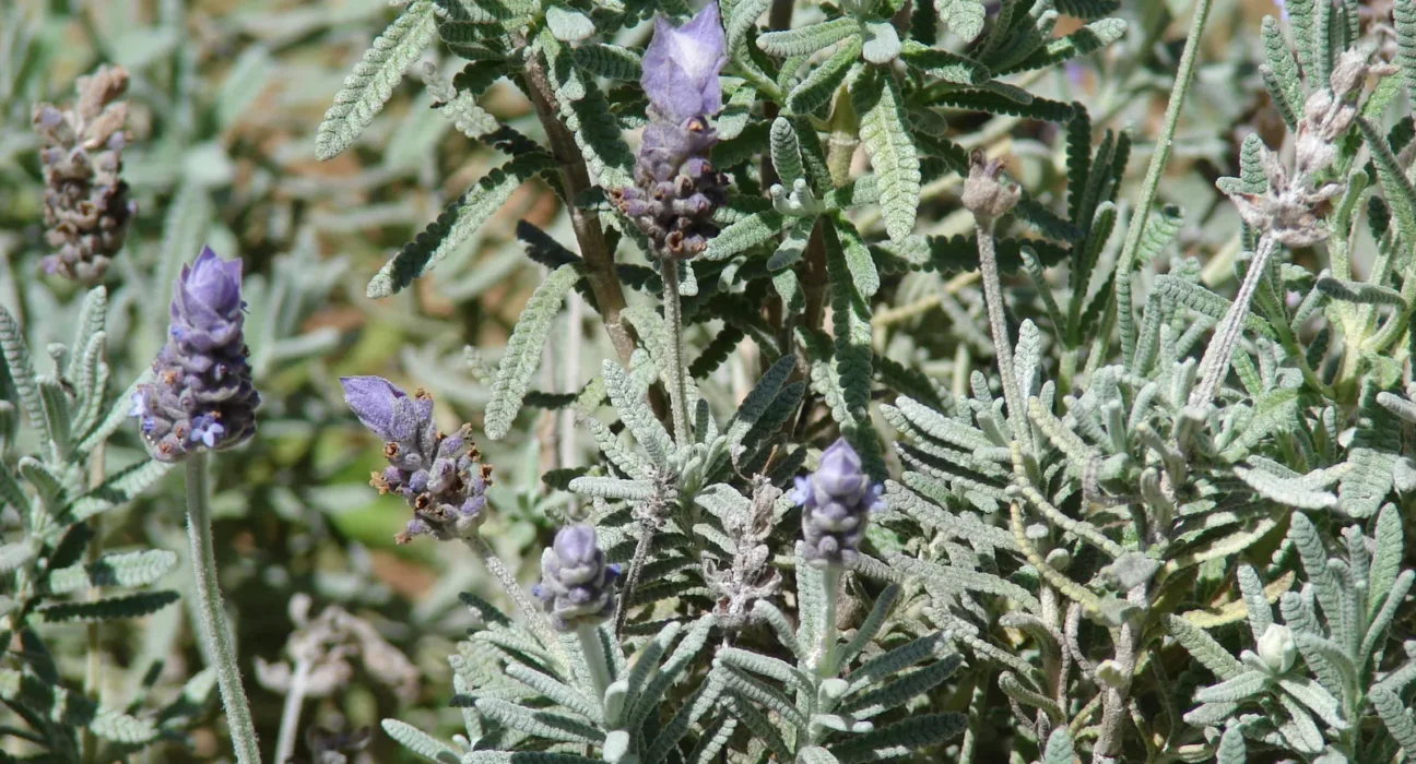 Lavanda-francesa (Lavandula dentata) com espigas roxas e folhas serrilhadas ao sol