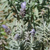 Lavanda-francesa (Lavandula dentata) com espigas roxas e folhas serrilhadas ao sol
