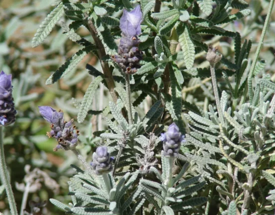 Lavanda-francesa (Lavandula dentata) com espigas roxas e folhas serrilhadas ao sol