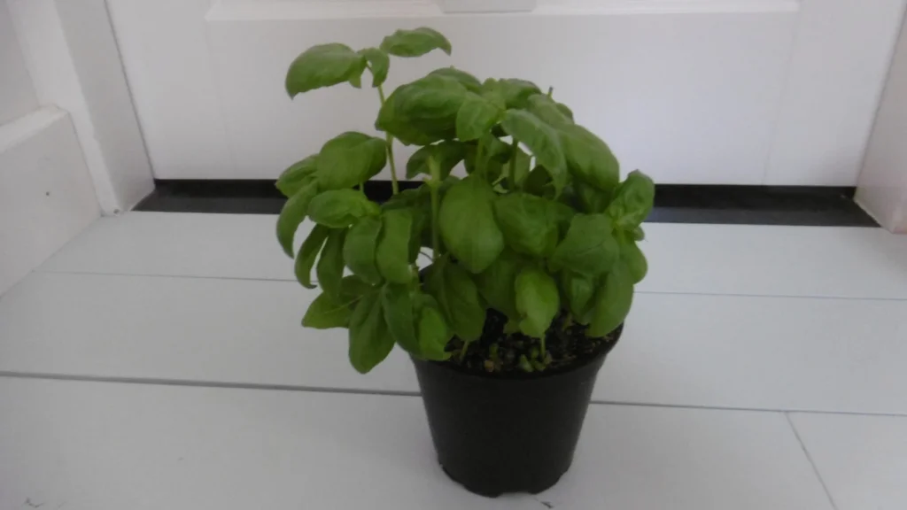 Pé de manjericão verde e viçoso cultivado num vaso preto