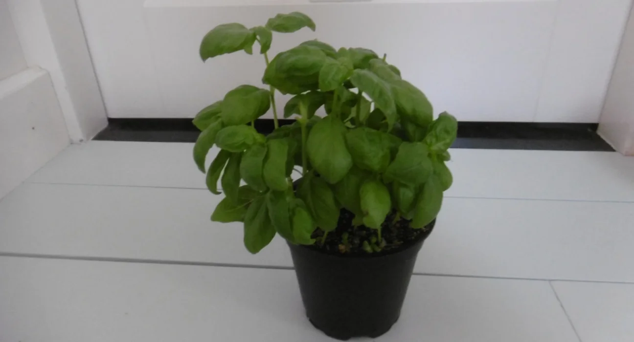 Pé de manjericão verde e viçoso cultivado num vaso preto