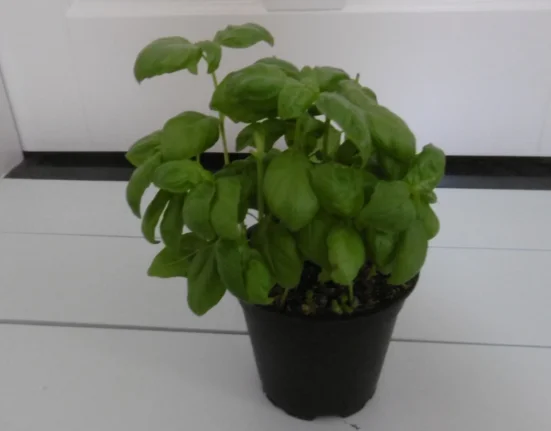 Pé de manjericão verde e viçoso cultivado num vaso preto