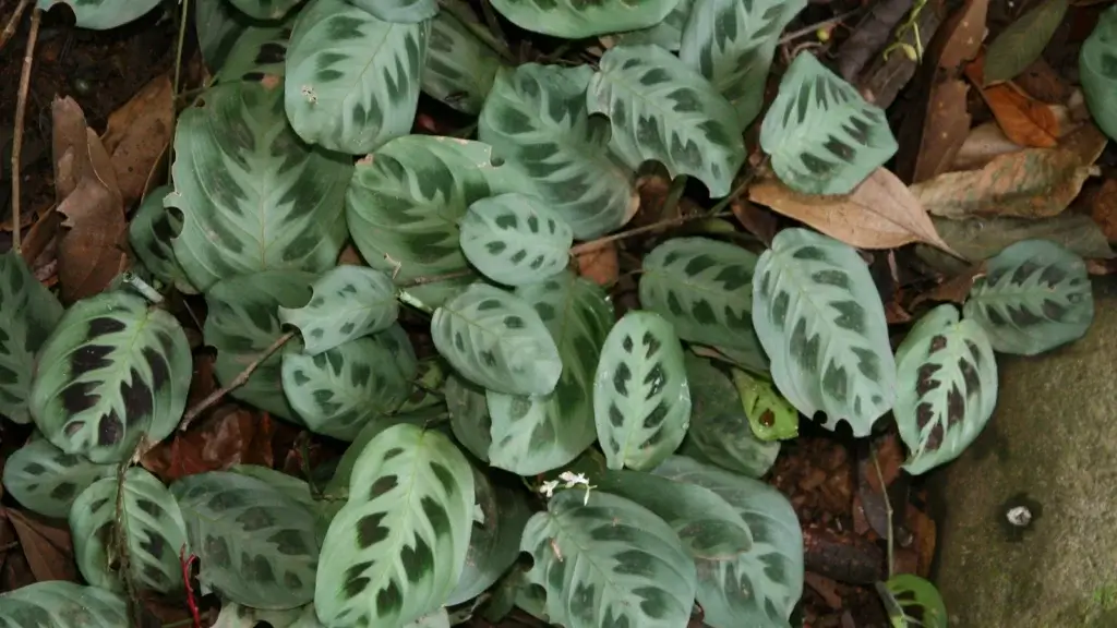 Folhas de maranta com nervuras verdes e manchas escuras, o desenho típico da planta-oração