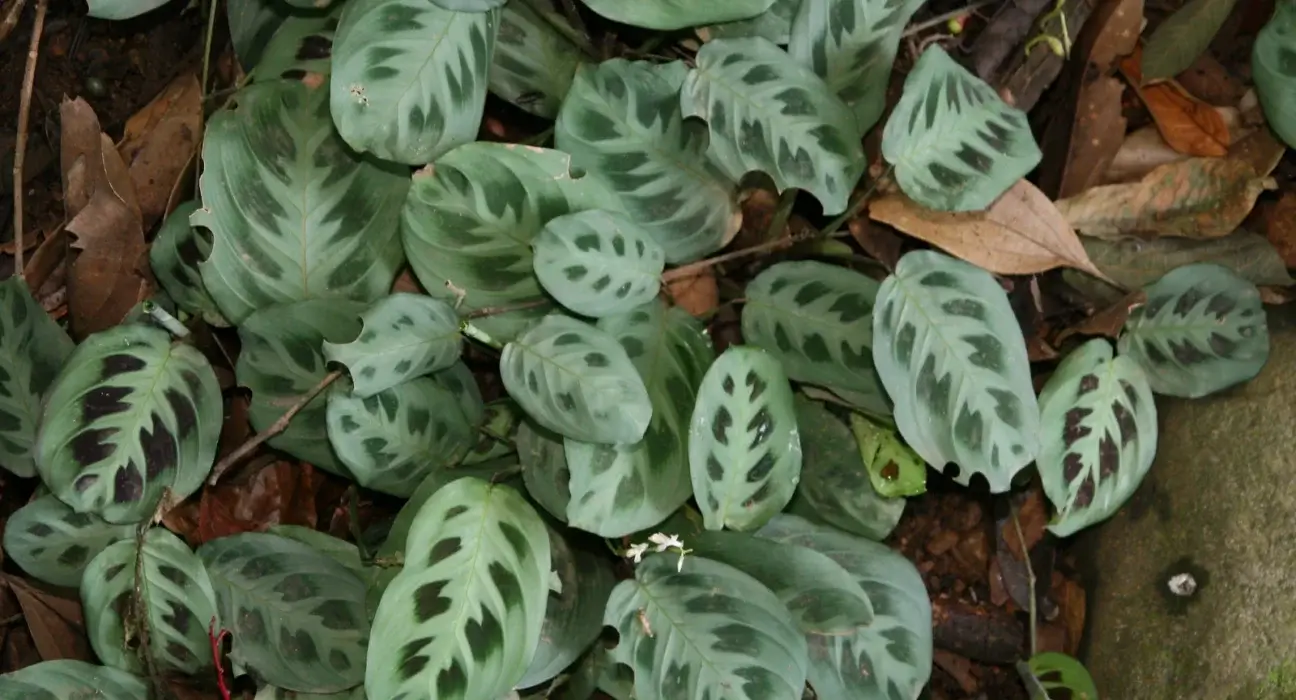 Folhas de maranta com nervuras verdes e manchas escuras, o desenho típico da planta-oração