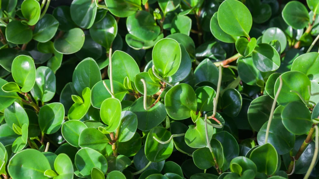 Folhas redondas, carnudas e brilhantes de peperômia com espigas de flor finas