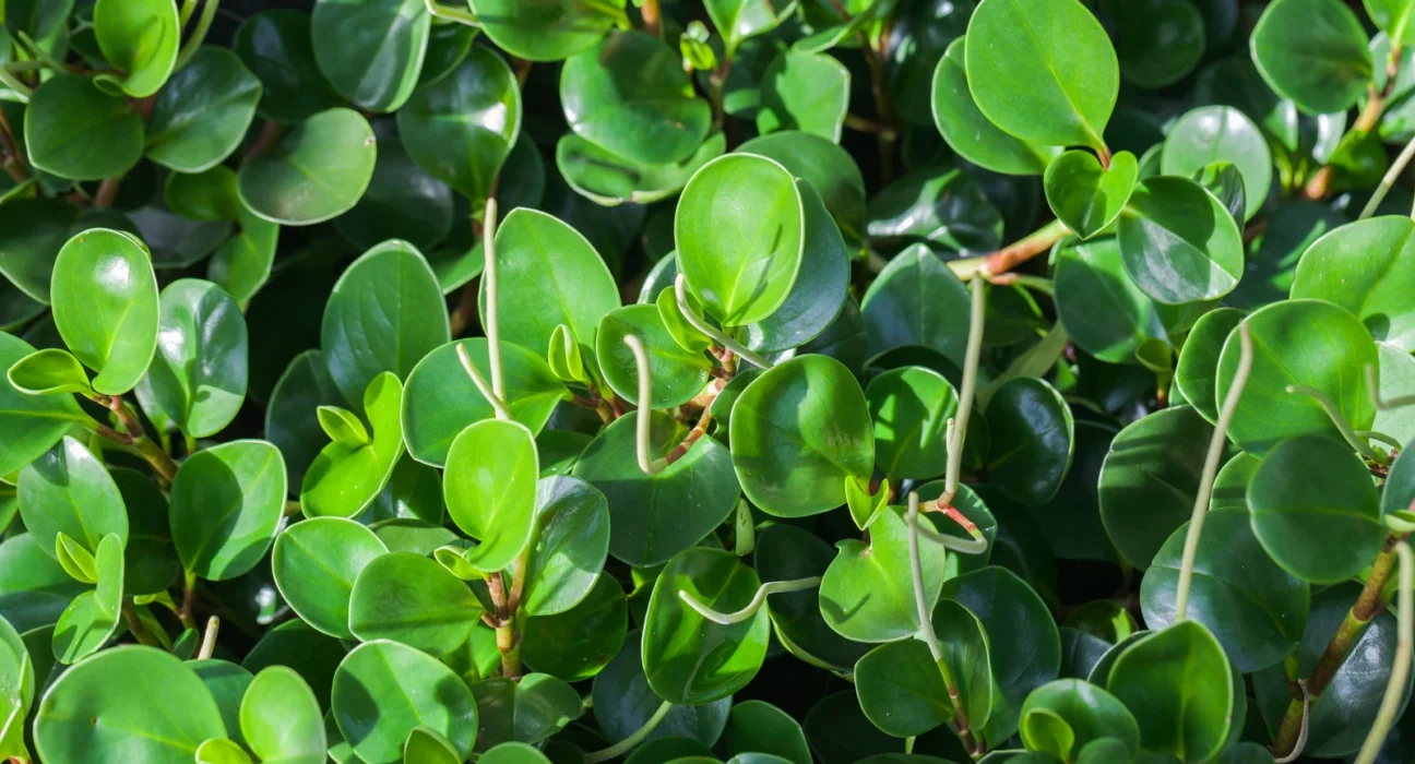 Folhas redondas, carnudas e brilhantes de peperômia com espigas de flor finas