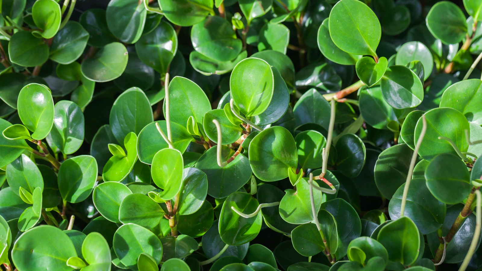 Folhas redondas, carnudas e brilhantes de peperômia com espigas de flor finas