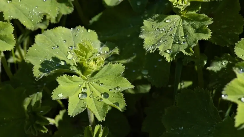 Folhas verdes cobertas por gotas de água depois da chuva