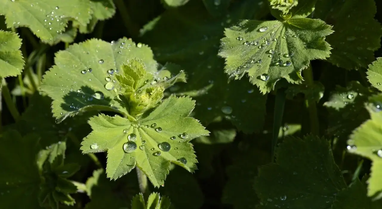 Folhas verdes cobertas por gotas de água depois da chuva