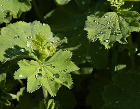 Folhas verdes cobertas por gotas de água depois da chuva