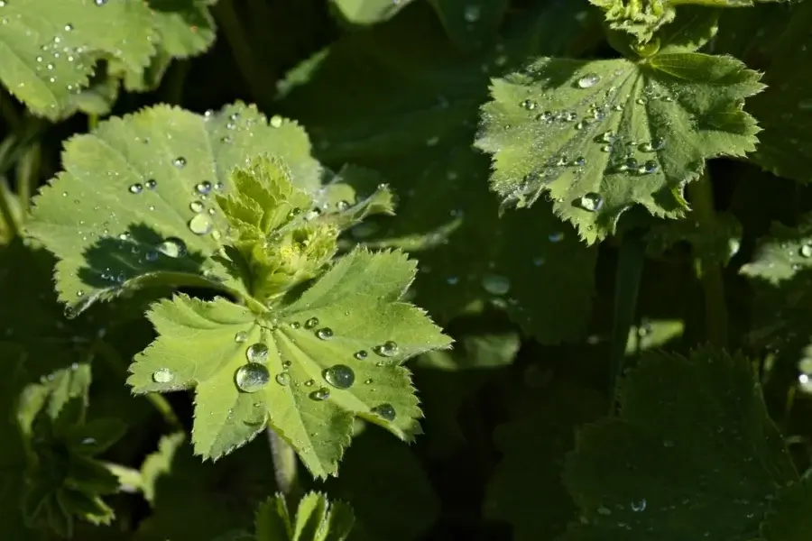 Folhas verdes cobertas por gotas de água depois da chuva