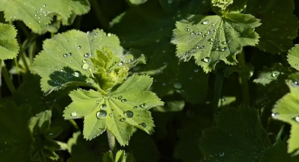 Folhas verdes cobertas por gotas de água depois da chuva