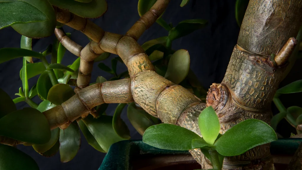 Tronco grosso e ramos de uma planta jade madura com folhas carnudas ovais
